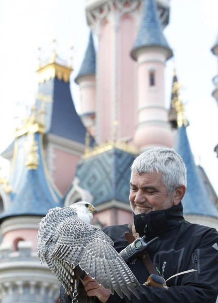 Disneyland Paris falconer deters gulls
